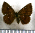  (Calephelis nilus - JFDA2686)  @11 [ ] by-nc-sa (2025) Jean F. Le Crom Jean F. Le Crom