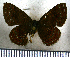  (Calephelis burgeri - JFDA2688)  @11 [ ] by-nc-sa (2025) Jean F. Le Crom Jean F. Le Crom