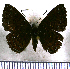  (Calephelis candiope - JFDA2689)  @11 [ ] by-nc-sa (2025) Jean F. Le Crom Jean F. Le Crom
