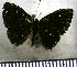  (Sarota gyas - JFDA2718)  @11 [ ] by-nc-sa (2025) Jean F. Le Crom Jean F. Le Crom