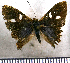  (Ourocnemis carausius - JFDA2721)  @11 [ ] by-nc-sa (2025) Jean F. Le Crom Jean F. Le Crom