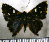  (Ourocnemis principalis - JFDA2722)  @11 [ ] by-nc-sa (2025) Jean F. Le Crom Jean F. Le Crom