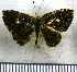  (Anteros chrysoprasta - JFDA2726)  @11 [ ] by-nc-sa (2025) Jean F. Le Crom Jean F. Le Crom