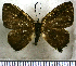  (Anteros cruentatus - JFDA2731)  @11 [ ] by-nc-sa (2025) Jean F. Le Crom Jean F. Le Crom