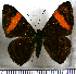  (Emesis cypria - JFDA2746)  @11 [ ] by-nc-sa (2025) Jean F. Le Crom Jean F. Le Crom