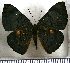  (Emesis condigna - JFDA2753)  @11 [ ] by-nc-sa (2025) Jean F. Le Crom Jean F. Le Crom