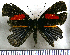  (Lucillella - JFDA2763)  @11 [ ] by-nc-sa (2025) Jean F. Le Crom Jean F. Le Crom