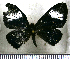  (Esthemopsis macara - JFDA2765)  @11 [ ] by-nc-sa (2025) Jean F. Le Crom Jean F. Le Crom