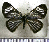  (Esthemopsis jesse - JFDA2766)  @11 [ ] by-nc-sa (2025) Jean F. Le Crom Jean F. Le Crom