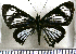  (Esthemopsis colaxes - JFDA2767)  @11 [ ] by-nc-sa (2025) Jean F. Le Crom Jean F. Le Crom