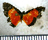  (Mesene hyale - JFDA2782)  @11 [ ] by-nc-sa (2025) Jean F. Le Crom Jean F. Le Crom