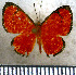  (Mesene florus - JFDA2788)  @11 [ ] by-nc-sa (2025) Jean F. Le Crom Jean F. Le Crom