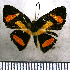  (Mesenopsis tricolor - JFDA2796)  @11 [ ] by-nc-sa (2025) Jean F. Le Crom Jean F. Le Crom
