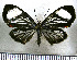  (Xynias lithosina christalla - JFDA2797)  @11 [ ] by-nc-sa (2025) Jean F. Le Crom Jean F. Le Crom