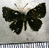  (Symmachia falcistriga - JFDA2800)  @11 [ ] by-nc-sa (2025) Jean F. Le Crom Jean F. Le Crom