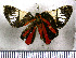  (Symmachia jugurtha - JFDA2805)  @11 [ ] by-nc-sa (2025) Jean F. Le Crom Jean F. Le Crom