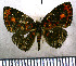  (Symmachia batesi - JFDA2807)  @11 [ ] by-nc-sa (2025) Jean F. Le Crom Jean F. Le Crom