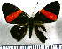  (Symmachia triangularis - JFDA2809)  @11 [ ] by-nc-sa (2025) Jean F. Le Crom Jean F. Le Crom