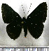  (Pterographium hypochloris - JFDA2817)  @11 [ ] by-nc-sa (2025) Jean F. Le Crom Jean F. Le Crom