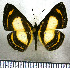  ( - JFDA2838)  @11 [ ] by-nc-sa (2025) Jean F. Le Crom Jean F. Le Crom