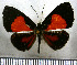  (Cariomothis erotylus - JFDA2846)  @11 [ ] by-nc-sa (2025) Jean F. Le Crom Jean F. Le Crom