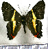 (Siseme pallas - JFDA2859)  @11 [ ] by-nc-sa (2025) Jean F. Le Crom Jean F. Le Crom