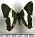  (Siseme pallas pallas - JFDA2860)  @11 [ ] by-nc-sa (2025) Jean F. Le Crom Jean F. Le Crom