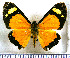  (Paraphthonia molione - JFDA2864)  @11 [ ] by-nc-sa (2025) Jean F. Le Crom Jean F. Le Crom