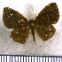  (Theope tetrastigma - JFDA2888)  @11 [ ] by-nc-sa (2025) Jean F. Le Crom Jean F. Le Crom