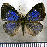 (Theope hypoleuca - JFDA2889)  @11 [ ] by-nc-sa (2025) Jean F. Le Crom Jean F. Le Crom