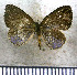  (Theope simplicia - JFDA2891)  @11 [ ] by-nc-sa (2025) Jean F. Le Crom Jean F. Le Crom