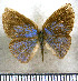 (Theope azurea - JFDA2892)  @11 [ ] by-nc-sa (2025) Jean F. Le Crom Jean F. Le Crom