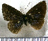  (Theope turneri - JFDA2918)  @11 [ ] by-nc-sa (2025) Jean F. Le Crom Jean F. Le Crom