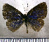  (Theope wallacei - JFDA2920)  @11 [ ] by-nc-sa (2025) Jean F. Le Crom Jean F. Le Crom