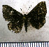  (Pachythone erebia - JFDA2923)  @11 [ ] by-nc-sa (2025) Jean F. Le Crom Jean F. Le Crom