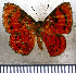  ( - JFDA2924)  @11 [ ] by-nc-sa (2025) Jean F. Le Crom Jean F. Le Crom