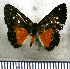  ( - JFDA2949)  @11 [ ] by-nc-sa (2025) Jean F. Le Crom Jean F. Le Crom