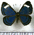  (Echenais mycea - JFDA2950)  @11 [ ] by-nc-sa (2025) Jean F. Le Crom Jean F. Le Crom