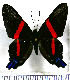  (Ancyluris huascar - JFDA2963)  @11 [ ] by-nc-sa (2025) Jean F. Le Crom Jean F. Le Crom