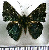  ( - JFDA2968)  @11 [ ] by-nc-sa (2025) Jean F. Le Crom Jean F. Le Crom