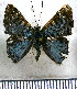  ( - JFDA2971)  @11 [ ] by-nc-sa (2025) Jean F. Le Crom Jean F. Le Crom