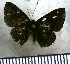  ( - JFDA2978)  @11 [ ] by-nc-sa (2025) Jean F. Le Crom Jean F. Le Crom