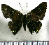  (Caria trochilus - JFDA2993)  @11 [ ] by-nc-sa (2025) Jean F. Le Crom Jean F. Le Crom