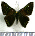  (Caria mantinea - JFDA2996)  @11 [ ] by-nc-sa (2025) Jean F. Le Crom Jean F. Le Crom