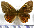  (Eurybia nicaeus - JFDA3006)  @11 [ ] by-nc-sa (2025) Jean F. Le Crom Jean F. Le Crom