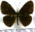  (Eurybia dardus dardus - JFDA3016)  @11 [ ] by-nc-sa (2025) Jean F. Le Crom Jean F. Le Crom