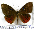  (Eurybia patrona - JFDA3019)  @11 [ ] by-nc-sa (2025) Jean F. Le Crom Jean F. Le Crom