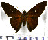  (Epargyreus nutra - JFDA3082)  @11 [ ] by-nc-sa (2025) Jean F. Le Crom Jean F. Le Crom