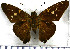  (Epargyreus spinta - JFDA3084)  @11 [ ] by-nc-sa (2025) Jean F. Le Crom Jean F. Le Crom