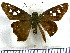  (Polygonus pallida - JFDA3090)  @11 [ ] by-nc-sa (2025) Jean F. Le Crom Jean F. Le Crom